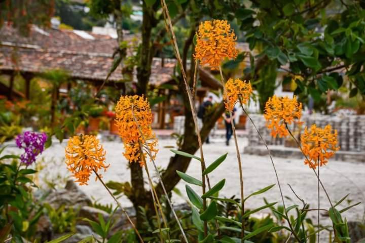 Uzhupud Garden Hotel & Lodge Paute Ngoại thất bức ảnh